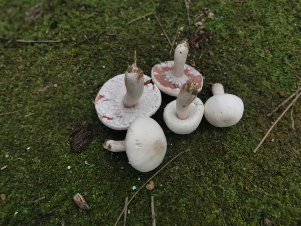 Seta Agaricus Arvensis Blanca Silvestre — Foto de Stock