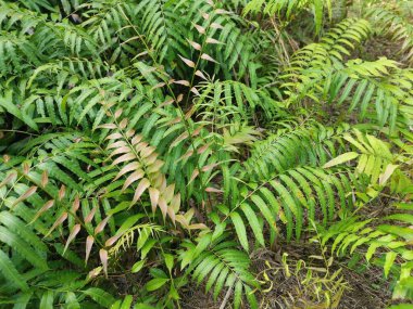 Vahşi nephrolepis biserrata schott eğreltiotu yaprakları tarlası
