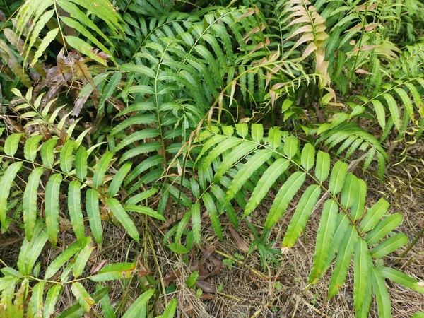 Vahşi Nephrolepis Biserrata Schott Eğreltiotu Yaprakları Tarlası — Stok fotoğraf