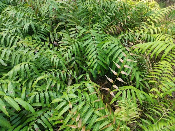 Campo Das Folhas Samambaia Nephrolepis Biserrata Schott Selvagens — Fotografia de Stock