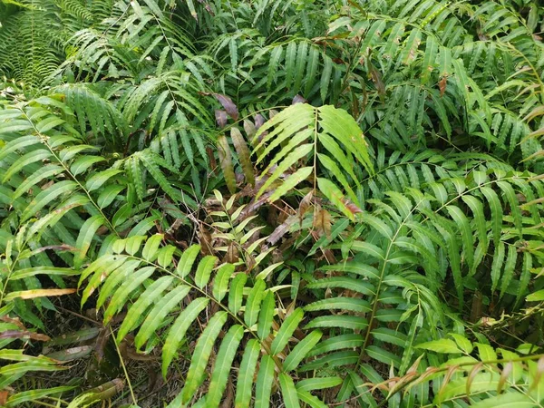 Veld Van Wilde Nefrolepis Biserrata Schott Varens Bladeren — Stockfoto