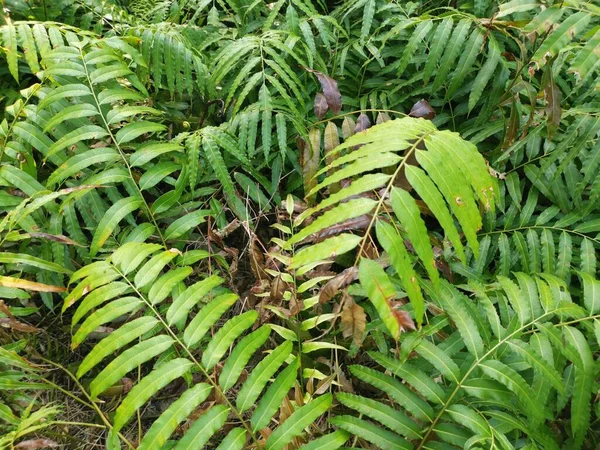 Αγρός Των Άγριων Φύλλων Του Είδους Nephrolepis Biserrata Schott Fern — Φωτογραφία Αρχείου