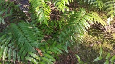Vahşi nephrolepis biserrata schott eğreltiotu yaprakları tarlası