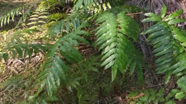 Vahşi nephrolepis biserrata schott eğreltiotu yaprakları tarlası