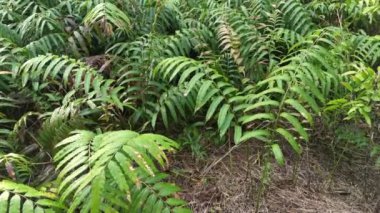 Vahşi nephrolepis biserrata schott eğreltiotu yaprakları tarlası