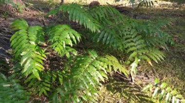 Vahşi nephrolepis biserrata schott eğreltiotu yaprakları tarlası