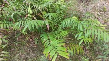 Vahşi nephrolepis biserrata schott eğreltiotu yaprakları tarlası