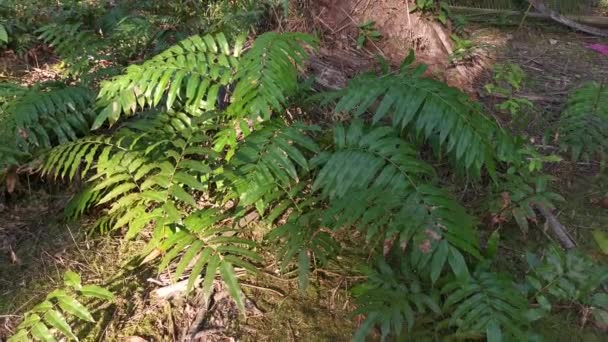 Campo Das Folhas Samambaia Nephrolepis Biserrata Schott Selvagens — Vídeo de Stock