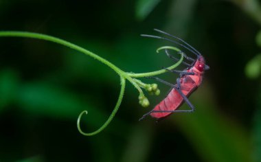 close up with the red Dysdercus cingulatus.
