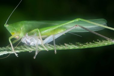 close up with the green katydid changing skin.