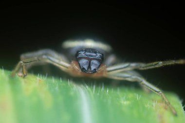 the red yellow black crab spider