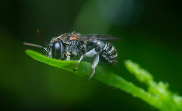 One Sweat Bee Perching Leaves — Fotografia de Stock