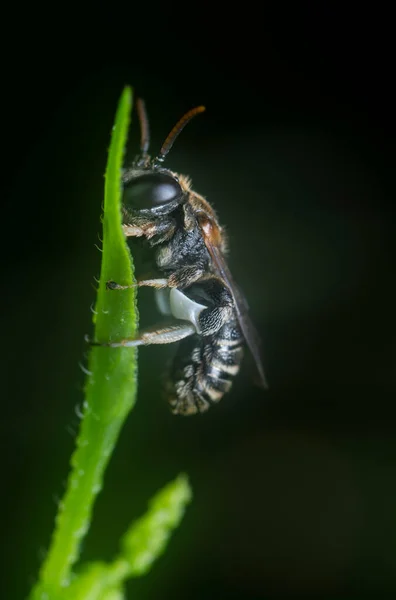 One Sweat Bee Perching Leaves — Stockfoto