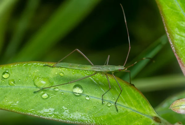 Young Green Rice Earheaded Bug Leaves — Stock Photo, Image