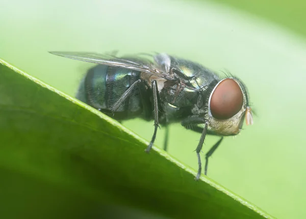 Mosca Botella Azul Hierba Blady — Foto de Stock