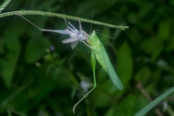 close up with the green katydid changing skin.
