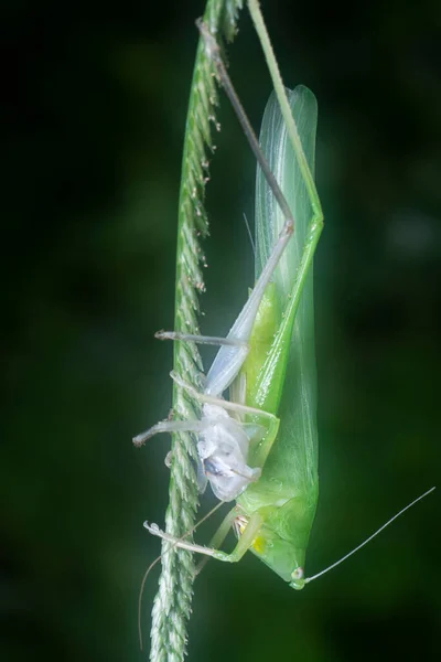 Close Green Katydid Changing Skin — Stock Photo, Image