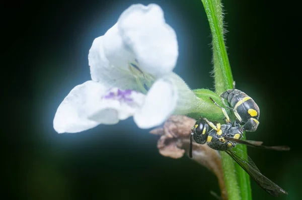 Nära Håll Med Asiatiska Pappersgetingen — Stockfoto