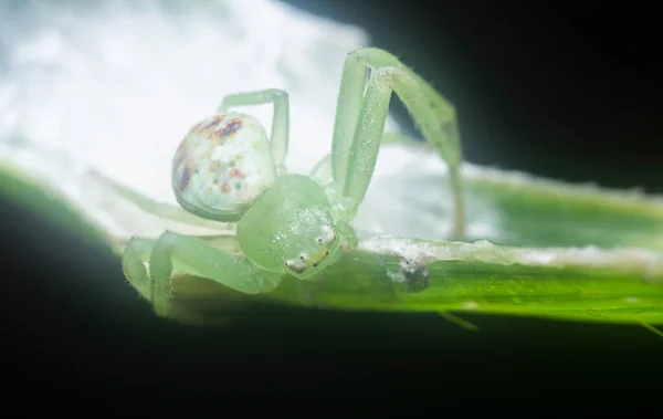 Close Tiny White Green Crab Spider — Fotografia de Stock