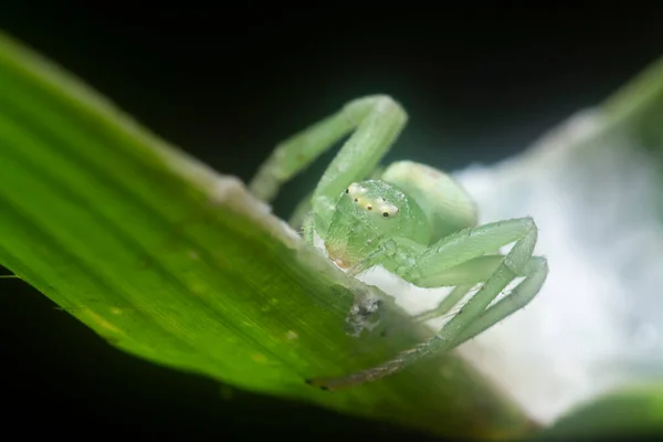 Close Tiny White Green Crab Spider — Stock Photo, Image