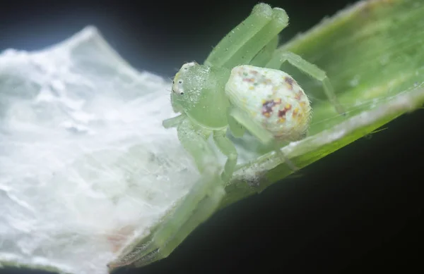 Close Tiny White Green Crab Spider — Fotografia de Stock