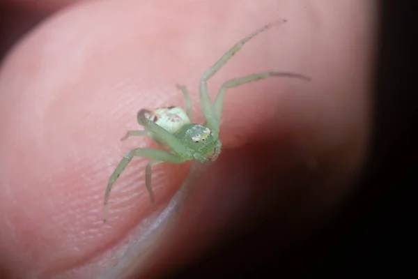 Close Tiny White Green Crab Spider — Φωτογραφία Αρχείου