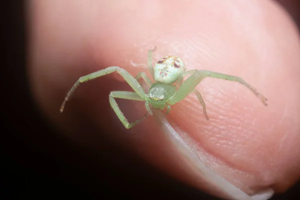 Close Tiny White Green Crab Spider — Φωτογραφία Αρχείου