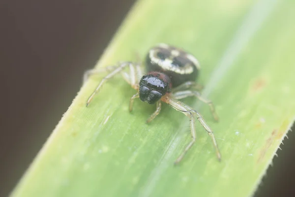 Red Yellow Black Crab Spider — Φωτογραφία Αρχείου