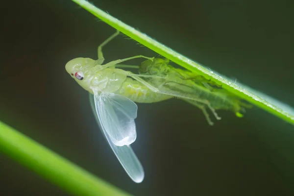 the tiny white leafhopper changing skin