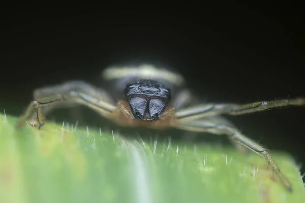 Araña Cangrejo Negro Amarillo Rojo — Foto de Stock