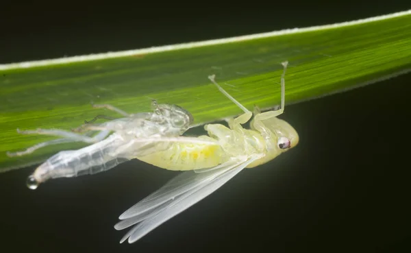 the tiny white leafhopper changing skin