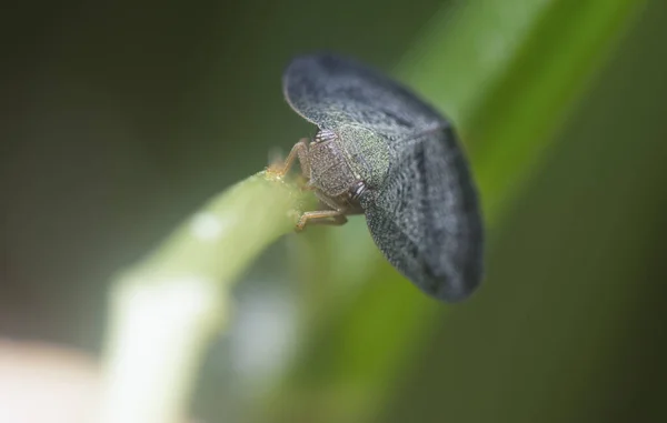 Close Scolypopa Australis Leafhopper — Zdjęcie stockowe