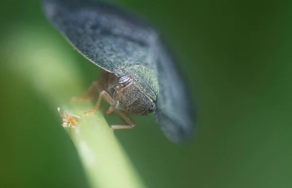 Close Scolypopa Australis Leafhopper — стоковое фото