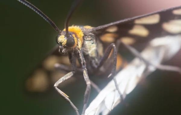 Close Amata Huebneri Moth — Stock Photo, Image