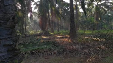 Parlak güneş ışığı tarlada parlıyor.