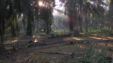 Parlak güneş ışığı tarlada parlıyor.