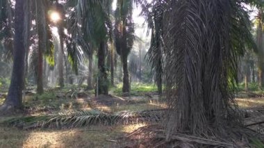 Parlak güneş ışığı tarlada parlıyor.