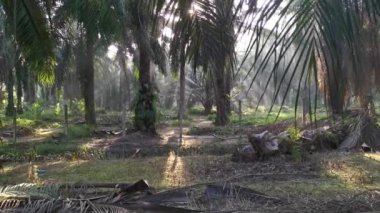 Parlak güneş ışığı tarlada parlıyor.