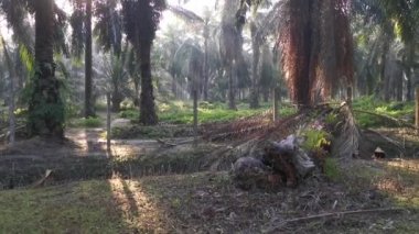 Parlak güneş ışığı tarlada parlıyor.