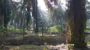 Parlak güneş ışığı tarlada parlıyor.