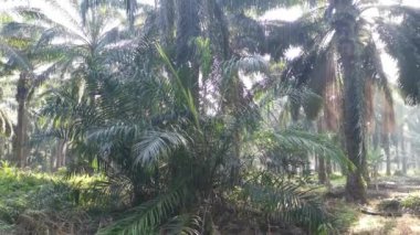 Parlak güneş ışığı tarlada parlıyor.