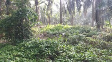 Parlak güneş ışığı tarlada parlıyor.