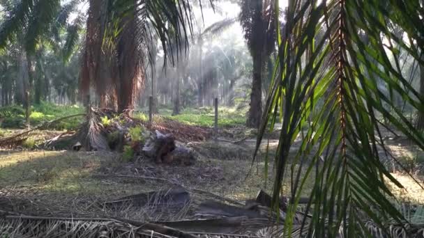 Luz Del Sol Brillante Mañana Que Brilla Plantación — Vídeo de stock