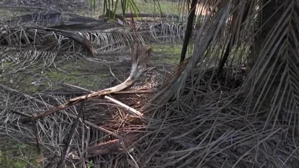 Heldere Ochtend Zonlicht Schijnt Plantage — Stockvideo