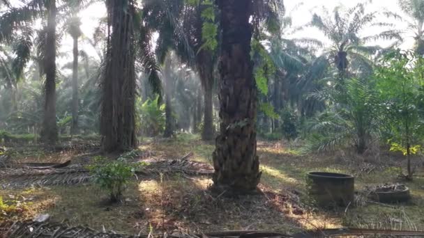 Lumière Soleil Matin Brillante Qui Brille Dans Plantation — Video