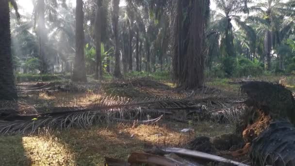 Lumière Soleil Matin Brillante Qui Brille Dans Plantation — Video