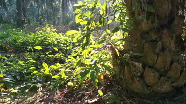 Heldere Ochtend Zonlicht Schijnt Plantage — Stockvideo