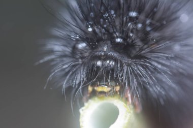 Dev Leopar Güvesi Tırtılına yakın çekim