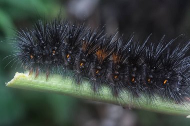 Dev Leopar Güvesi Tırtılına yakın çekim
