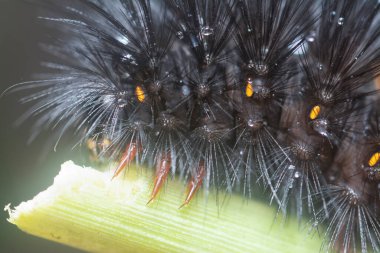 closeup with the Giant Leopard Moth Caterpillar clipart